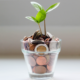 vaso con monedas y planta